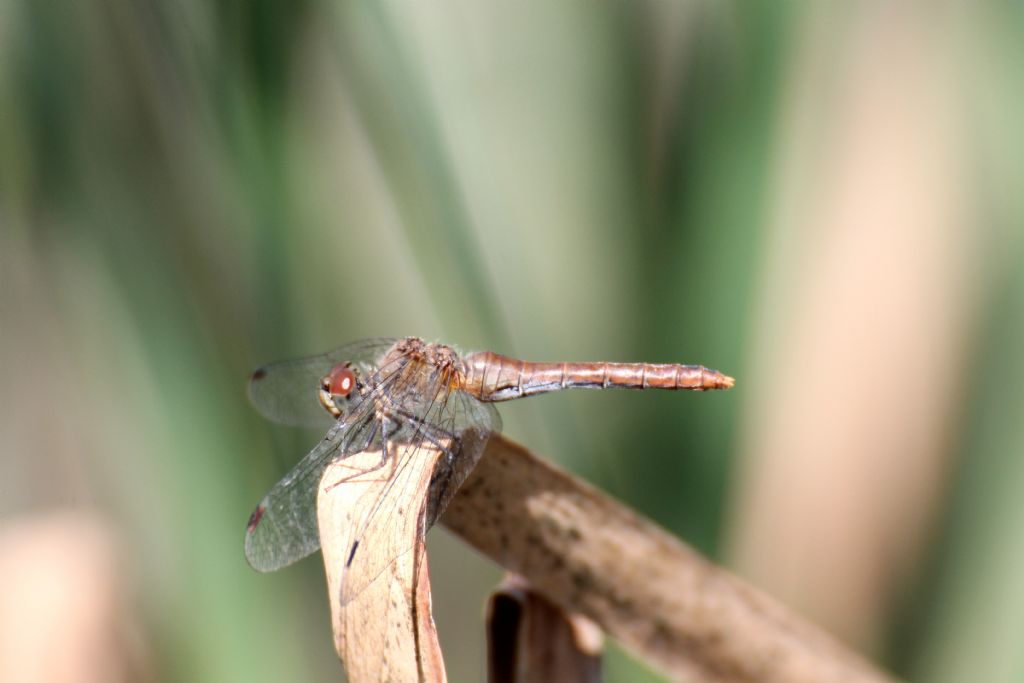 Sympetrum sanguineum